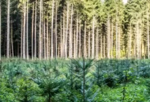 احیای جنگل ها - نفسی تازه برای مردم و زمین