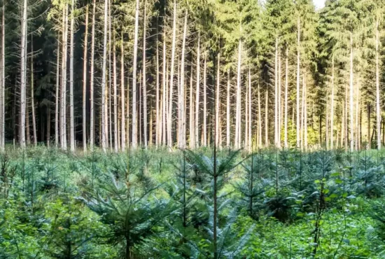 احیای جنگل ها - نفسی تازه برای مردم و زمین