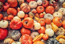 خواص و فواید شگفت انگیز کدو حلوایی (تنبل) برای سلامتی، پوست، مو